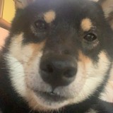 ミックス(雑種)、その他中型犬