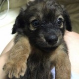 ミックス(雑種)、その他小型犬