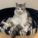 ミックス(雑種)、その他短毛種