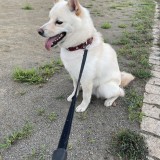 ミックス(雑種)、その他中型犬