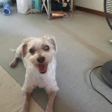 ミックス(雑種)、その他中型犬