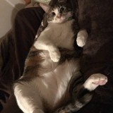 ミックス(雑種)、その他短毛種