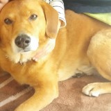ミックス(雑種)、その他中型犬