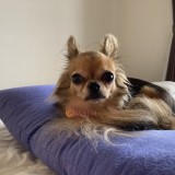 チワワ