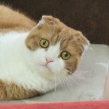 ミックス(雑種)、その他長毛種