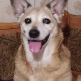 ミックス(雑種)、その他中型犬