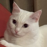 ミックス(雑種)、その他長毛種