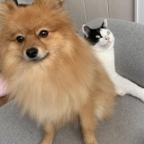 ポメラニアン