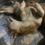 ミックス(雑種)、その他中型犬