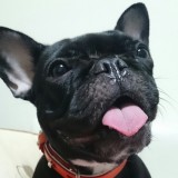 フレンチ・ブルドッグ