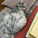 ミックス(雑種)、その他長毛種