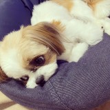 ミックス(雑種)、その他小型犬