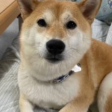ミックス(雑種)、その他中型犬