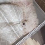 ミックス(雑種)、その他小型犬
