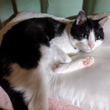 ミックス(雑種)、その他