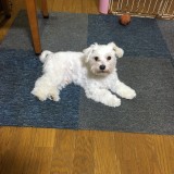 ミックス(雑種)、その他小型犬