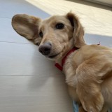 ミニチュア・ダックスフンド