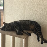 ミックス(雑種)、その他短毛種