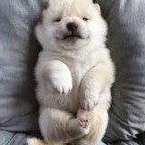 ミックス(雑種)、その他小型犬