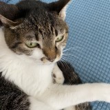 ミックス(雑種)、その他短毛種