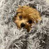 ミックス(雑種)、その他小型犬