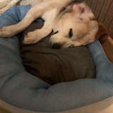 ミックス(雑種)、その他中型犬