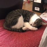 ミックス(雑種)、その他短毛種