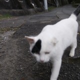 ミックス(雑種)、その他短毛種
