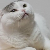 ミックス(雑種)、その他短毛種