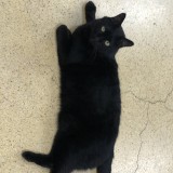 ミックス(雑種)、その他短毛種