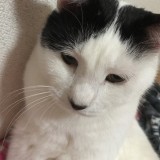 ミックス(雑種)、その他短毛種