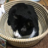 ミックス(雑種)、その他