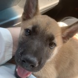 ミックス(雑種)、その他中型犬