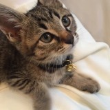 ミックス(雑種)、その他短毛種