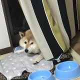 ミックス(雑種)、その他中型犬