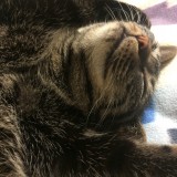 ミックス(雑種)、その他短毛種