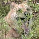 ミックス(雑種)、その他中型犬