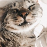 ミックス(雑種)、その他短毛種