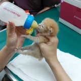 ミックス(雑種)、その他