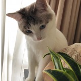 ミックス(雑種)、その他