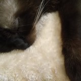 ミックス(雑種)、その他短毛種