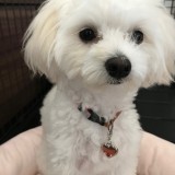 ミックス(雑種)、その他小型犬