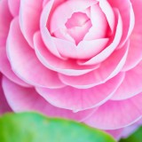 ミックス(雑種)、その他短毛種