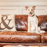ミックス(雑種)、その他中型犬