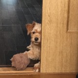 トイ・プードル