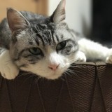 ミックス(雑種)、その他短毛種