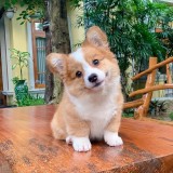 ウェルシュ・コーギー・カーディガン