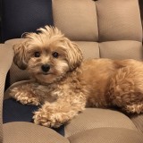 ミックス(雑種)、その他中型犬