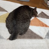 ミックス(雑種)、その他短毛種
