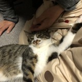 ミックス(雑種)、その他短毛種
